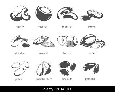 Nuts isolated on white background - big nuts collection. Food walnut and hazel nuts. Vector illustration Stock Vector