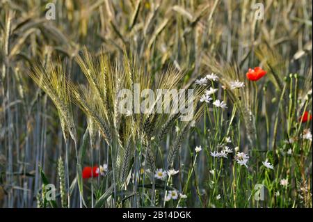 poppies and daisies in rye field Stock Photo