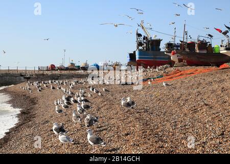Black Back gulls on Hastings Old Town Stade fishing boat beach, Rock-a-Nore, East Sussex, UK Stock Photo
