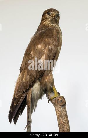 Common buzzard (Buteo buteo) sitting on a tree branch Stock Photo