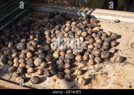Freshly harvested walnuts dry in the sun Stock Photo