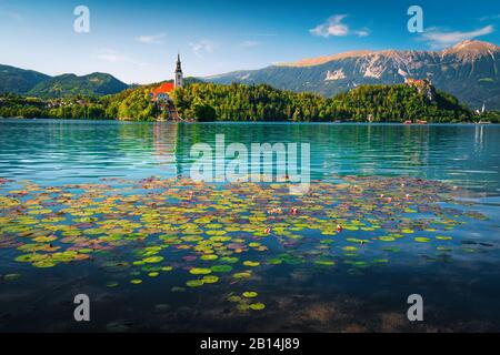 Admirable pink lotus flowers blossom on the lake. Magical water lily flowers and Pilgrimage church on the small island in background, lake Bled, Slove Stock Photo