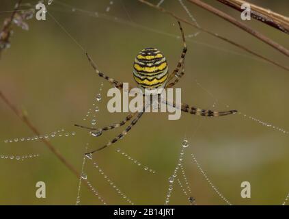 Female wasp spider, Argiope bruennichi, on its orb-web on a dewy early morn8BIM Stock Photo