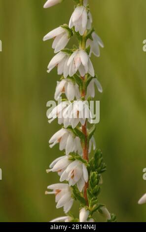 White form of Ling or Heather, Calluna vulgaris on heathland. Stock Photo