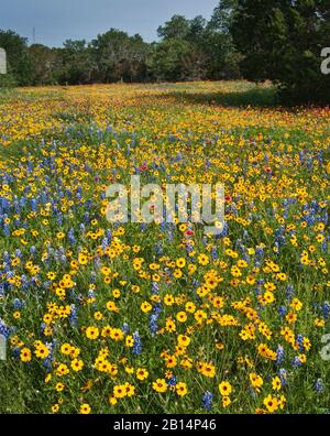 Bluebonnet wildflowers near Willow City, Texas, USA Stock Photo - Alamy