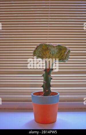 Euphorbia lactea cristata growing in European windowsill in Berlin Stock Photo