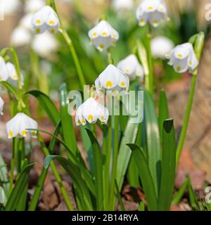 Blossoming spring knot flowers, leucojum vernum Stock Photo