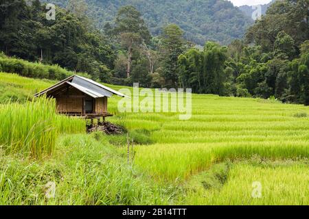 Green terraced rice field with small hut at countryside in Chiang Mai, Thailand. Mountain nature view at background. Simple life of rural people in As Stock Photo