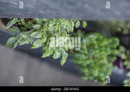 Evergreen tree branch over gray blurred background Stock Photo