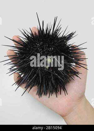 The best uni or sea urchins are said to come from Rishiri and Rebun islands in Hokkaido.  This delicacy is commonly prepeared as sashimi or sushi. Stock Photo