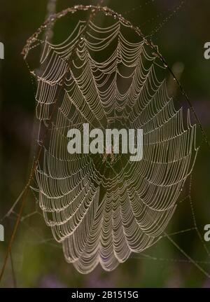European garden spider, Araneus diadematus on a dewy orb-web on heathland, early morning. Stock Photo