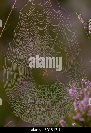 European garden spider, Araneus diadematus on a dewy orb-web on heathland, early morning. Stock Photo