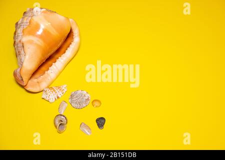 Shell pattern bright yellow background. Сoncept summer vacation and travel. Different sea shells. Top view Stock Photo