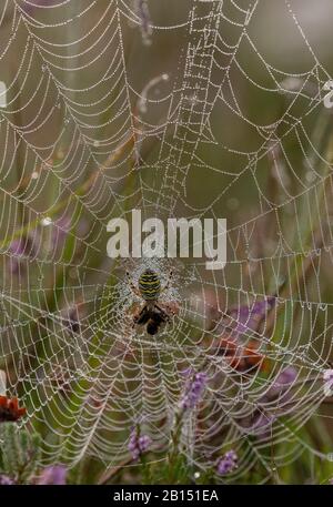 Female wasp spider, Argiope bruennichi, on its orb-web on a dewy early morning. Stock Photo