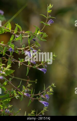 Common Skullcap, Scutellaria galericulata in flower on side of ditch. Stock Photo