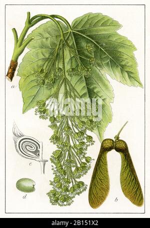 sycamore, Acer pseudoplatanus, Berg-Ahorn, érable sycomore,  (botany book, 1902) Stock Photo