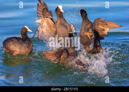 black coot (Fulica atra), two rivalling pairs, fighting for a breeding territory, Germany, Bavaria Stock Photo