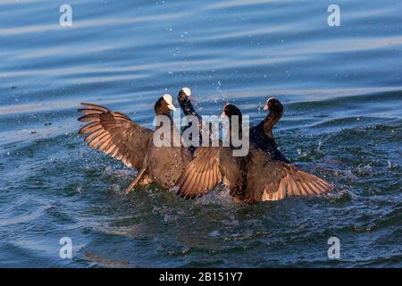 black coot (Fulica atra), two rivalling pairs, fighting for a breeding territory, Germany, Bavaria Stock Photo