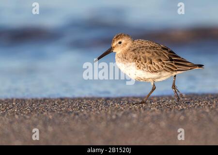 dunlin (Calidris alpina), runs on the beach, Germany, Mecklenburg-Western Pomerania Stock Photo