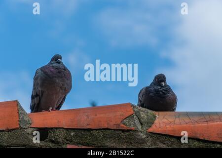 A pair of two doves (common wood pigeon) sitting next to each other on a roof ridge in Wroclaw, Poland. Blue sky with clouds in background. Close-up Stock Photo