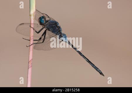 Long Skimmer (Orthetrum trinacria), male on a stem, South Africa, Kwazoeloe-Natal Stock Photo