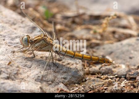 Small Skimmer (Orthetrum taeniolatum), female sitting on a stone, side view, Greece, Lesbos Stock Photo