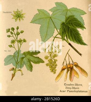 sycamore, Acer pseudoplatanus, Berg-Ahorn, érable sycomore,  (botany book, ca. 1915) Stock Photo