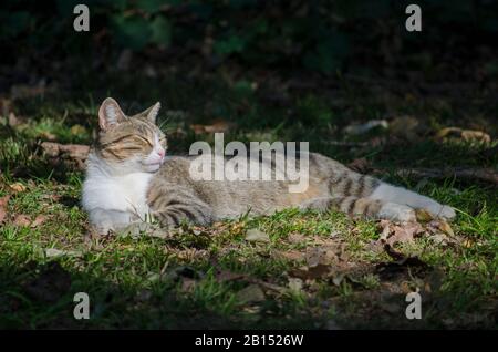 Cat lie down in Nature Stock Photo