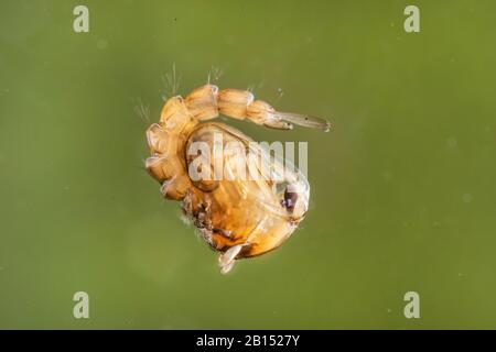 mosquito (Aedes maculatus), pupa in water, Germany, Bavaria Stock Photo