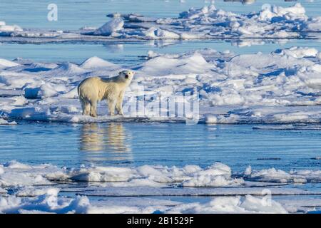 polar bear (Ursus maritimus), on drifting ice, Greenland Stock Photo