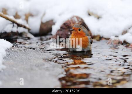European robin (Erithacus rubecula), bathing in a frosty brook, Germany, Mecklenburg-Western Pomerania Stock Photo