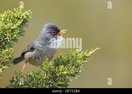 Balearic warbler (Sylvia balearica, Sylvia sarda balearica), male sings on Juniperus phoenicea, Spain, Balearic Islands, Majorca Stock Photo