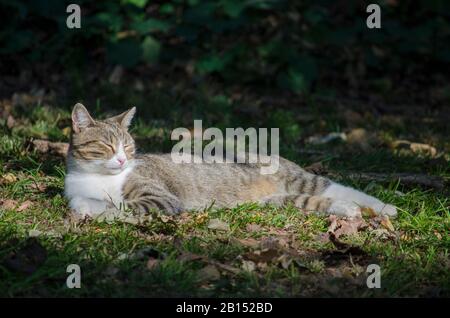 Cat lie down in Nature Stock Photo
