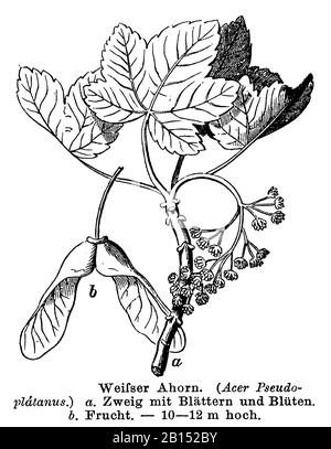 sycamore, Acer pseudoplatanus, Weißer Ahorn, érable sycomore, anonym (botany book, 1884) Stock Photo