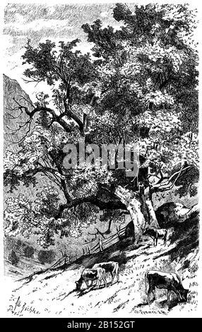 sycamore, Acer pseudoplatanus, Bergahorn, érable sycomore,  (encyclopedia, 1893) Stock Photo