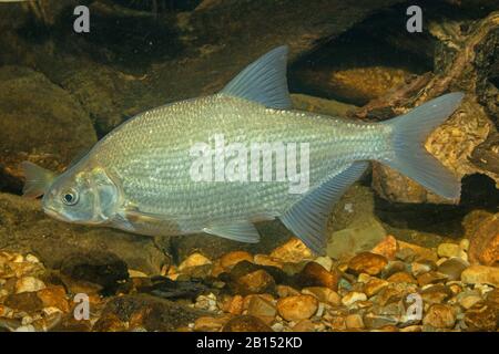 common bream, freshwater bream, carp bream (Abramis brama), swimming, Germany Stock Photo