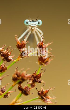 white-legged damselfly (Platycnemis pennipes), male on a rush, portrait, Netherlands, Frisia, Delleboersterheide Stock Photo