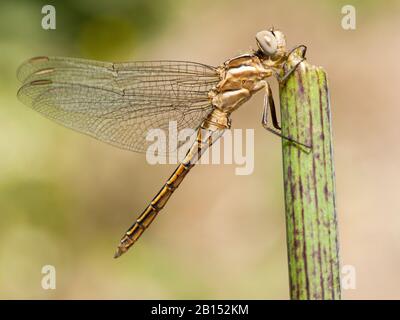 Small Skimmer (Orthetrum taeniolatum), female sitting at a stem, side view, Greece, Lesbos Stock Photo