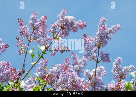 common lilac (Syringa vulgaris), blooming branches, Switzerland Stock Photo