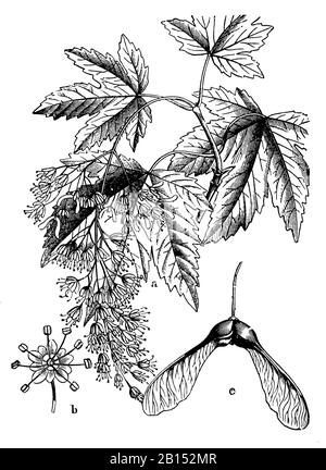 sycamore, Acer pseudoplatanus, Bergahorn, érable sycomore,  (botany book, 1898) Stock Photo