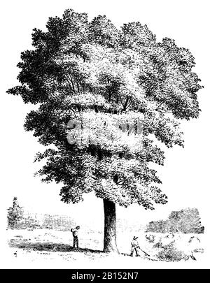 sycamore, Acer pseudoplatanus, Bergahorn, érable sycomore,  (printing pattern book, 1911) Stock Photo