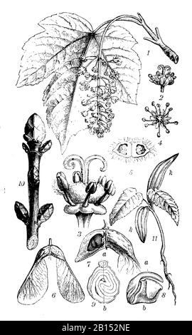 sycamore, Acer pseudoplatanus, Bergahorn, érable sycomore,  (encyclopedia, 1898) Stock Photo