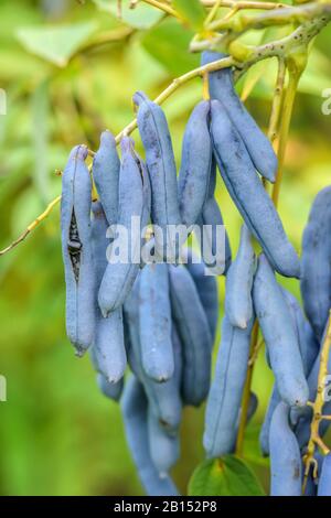 Dead Man's Fingers, Blue bean shrub, Blue bean tree (Decaisnea fargesii), fruiting Stock Photo