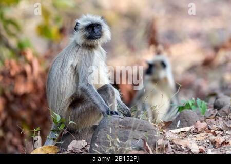 Sacred langur, Indian langur, Hanuman langur, Northern Plains Gray Langur, Hanuman monkey, Common Langur (Semnopithecus entellus, Presbytis entellus), sitting on forest ground, India, Bandhavgarh National Park Stock Photo