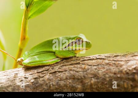 stripeless treefrog, Mediterranean treefrog (Hyla meridionalis), sits on a branch, Canary Islands, Tenerife Stock Photo