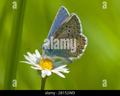 common blue (Polyommatus icarus), sits on a daisy, Germany, North Rhine-Westphalia, Eifel Stock Photo