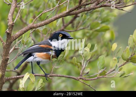 Cape puff-back flycatcher (Batis capensis), male perching on a branch in a tree, side view, South Africa, Eastern Cape, Addo Elephant National Park Stock Photo