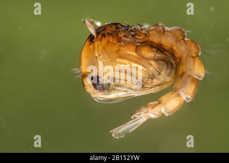 mosquito (Aedes maculatus), pupa in water, Germany, Bavaria Stock Photo
