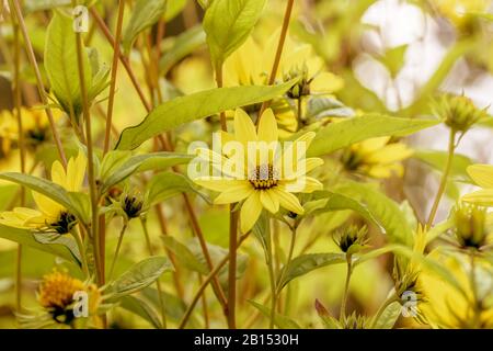 common sunflower (Helianthus 'Lemon Queen', Helianthus Lemon Queen), cultivar Lemon Queen, Germany, Berlin Stock Photo