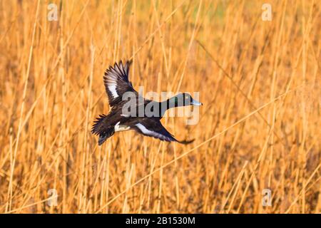 tufted duck (Aythya fuligula), drake in flight in front of a reed bank, side view, Germany, Bavaria Stock Photo